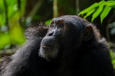 Beautiful animal portrait, chimpanzee (Pan Troglodytes), adult male in jungle, Kibale National