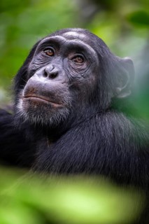 Animal portrait, chimpanzee (Pan Troglodytes) looking longingly, hopeful, adult male between leaves