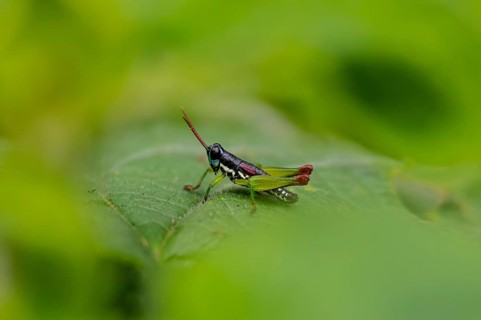 Green black grasshopper (Orthoptera) on a stem, Bwindi Impenetrable Forest, Uganda