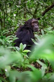 Chimpanzee (Pan Troglodytes), male on the ground, jungle in Kibale National Park, Uganda