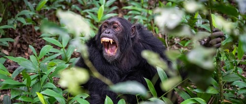 Chimpanzee (Pan Troglodytes) showing teeth, aggression, males on the ground, jungle in Kibale