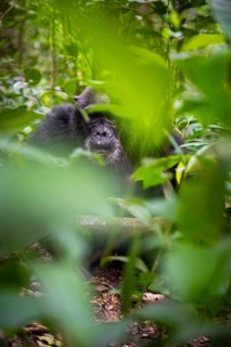 Chimpanzee (Pan Troglodytes), old man on the ground, atmosphere, green jungle in Kibale National