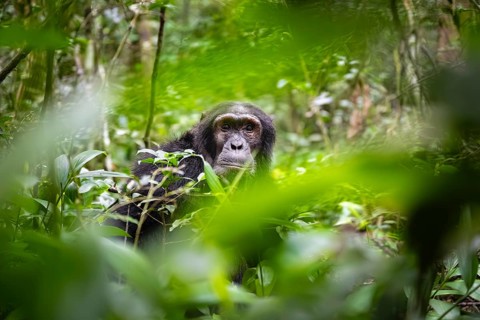 Chimpanzee (Pan Troglodytes), male looking thoughtfully, on the ground, mood, green jungle in