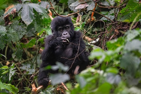 Mountain gorilla (Gorilla beringei beringei), juvenile, eats leaves, Bwindi Impenetrable Forest,