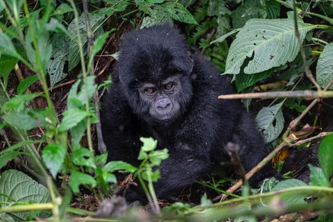 Mountain gorilla (Gorilla beringei beringei), juvenile, Bwindi Impenetrable Forest, Uganda