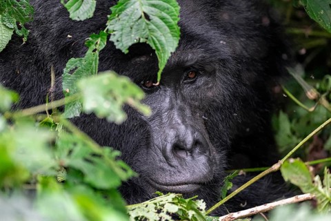 Mountain gorilla (Gorilla beringei beringei), Silverback, between leaves, animal portrait, Bwindi