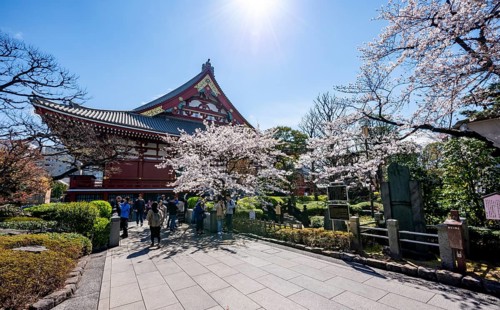 Blooming cherry trees and red-gold roof gable of a temple building, Buddhist temple complex,