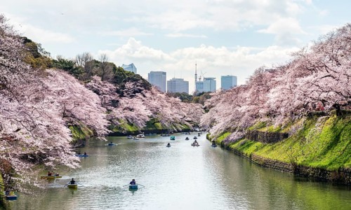 Chidorigafuchi Canal with rowing boat in front of blooming cherry trees, moat, Japanese cherry