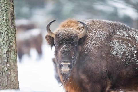 European bison (Bison bonasus) or Wisent portrait in winter, snow, Bavaria, Germany