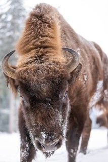 European bison (Bison bonasus) or Wisent portrait in winter, snow, Bavaria, Germany