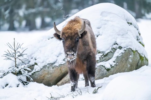European bison (Bison bonasus) or Wisent standing on a meadow next to the forest in winter, snow,