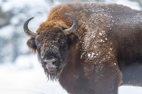 European bison (Bison bonasus) or Wisent portrait in winter, snow, Bavaria, Germany