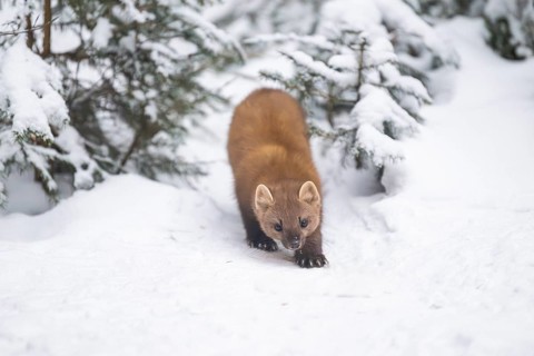 European pine marten (Martes martes) standing in the snow in winter, National Park Bavarian Forest,