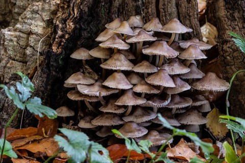 Helmlinge (Mycena), Emsland, Lower Saxony, Germany