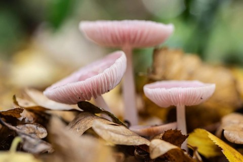 Dwarf paint funnels (Laccaria tortilis), Emsland, Lower Saxony, Germany
