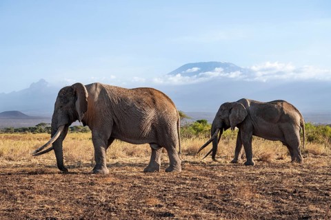 Two African elephants (Loxodonta africana) in a picturesque landscape with the summit of Mount