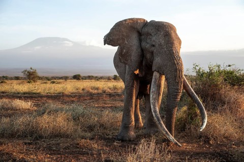 African elephant (Loxodonta africana), the famous Super Tusker elephant Craig, old male with long