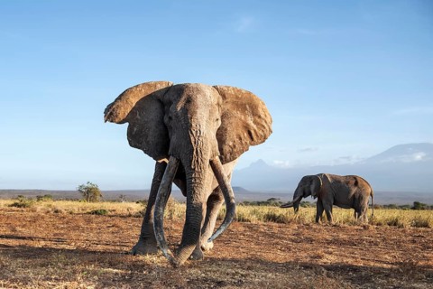 Two African elephants (Loxodonta africana) in a picturesque landscape with the summit of Mount