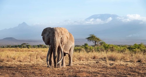 African elephant (Loxodonta africana) in picturesque landscape with the summit of Mount