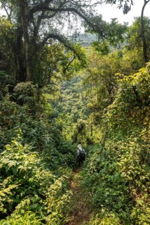 Tourist hiking trail through dense vegetation in tropical mountain rainforest, primeval forest,