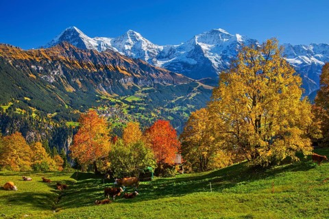 Autumn landscape in the hamlet of Sulwald with views of Wengen and Eiger 3967m, Mönch 4110m and