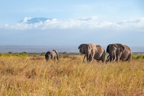 Two African elephants (Loxodonta africana) in a picturesque savanna landscape with the summit of
