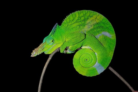 Matschie’s two-horned chamaeleon (Kinyongia matschiei), adult male, chameleon on a branch at night,