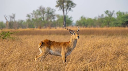 Letschwe or litchi bog antelope (Kobus leche), adult male, in tall dry grass, Okavango Delta,