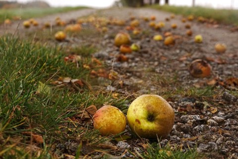 Fallen fruit, autumn time, Germany