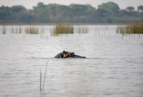 Hippopotamus (Hippopatamus amphibius) in the river, Thamalakane River, Okavango Delta, Botswana