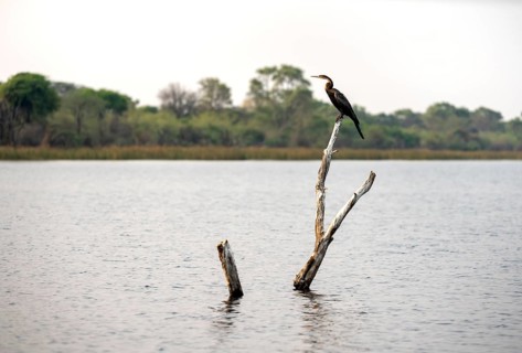 African Darter (Anhinga rufa) sitting on a dead tree in the river, Thamalakane River, Okavango