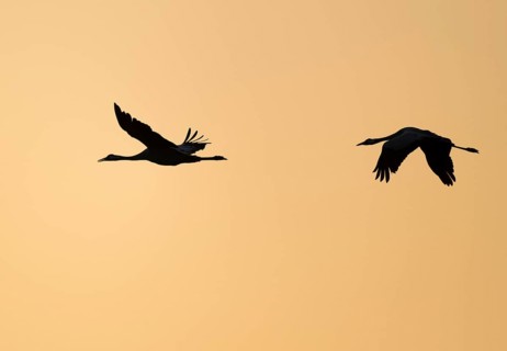 Crane (Grus grus), two cranes flying in the morning light against a warm orange sky, silhouettes,