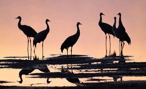 Crane (Grus grus), a group of cranes standing in the shallow water zone of a lake in warm, orange
