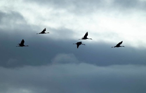Crane (Grus grus), cranes flying against a bright sky with dramatic dark clouds, silhouettes, Lower