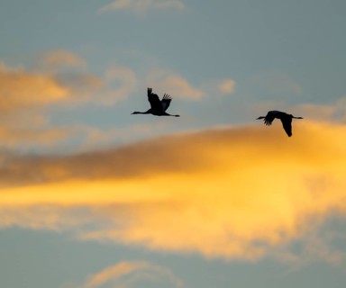 Crane (Grus grus) two cranes flying in the morning light against a blue sky with warm orange