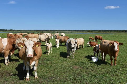 Cattle, on a pasture on the Prerower Strom on the Darß peninsula, Mecklenburg-Western Pomerania,