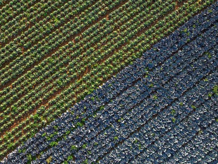 Top down view of red and green cabbage field from a drone, Devon, England, United Kingdom
