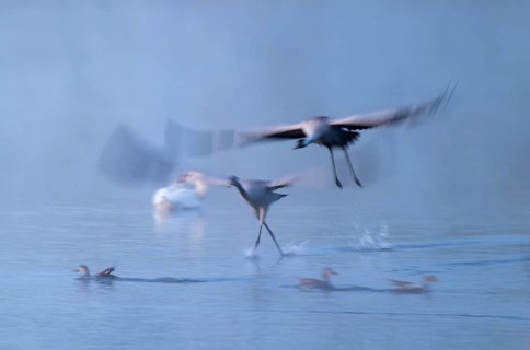 Crane (Grus grus), two cranes flying over a shallow water zone of a lake in morning light, motion