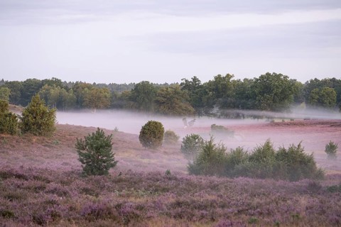 Enchanting morning atmosphere in August with fog in the blooming Lüneburger Heide near
