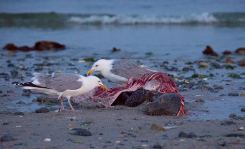 Two herring gulls (Larus argentatus) stand on a quiet, rocky sandy beach at dusk and peck at a dead