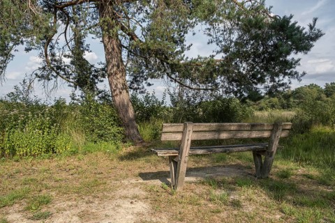 Haaksbergerveen Nature Reserve, Oberjissel Province, Haaksbergen, Netherlands