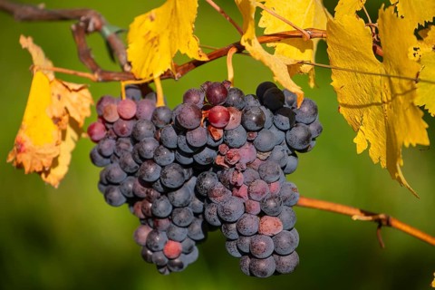 Ripe grapes in autumn vineyard on Kappelberg in Fellbach