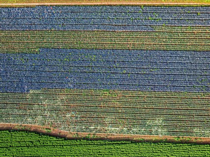 Top down view of red and green cabbage field from a drone, Devon, England, United Kingdom