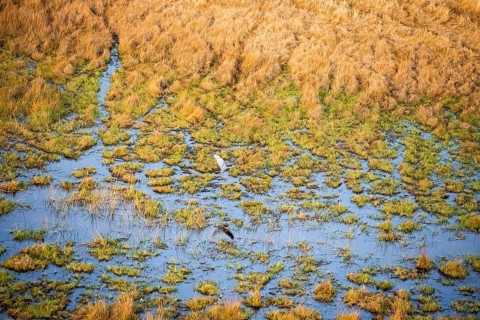 Goliath heron (Ardea goliath) flying over marshland along a river, marshland, aerial view, Okavango
