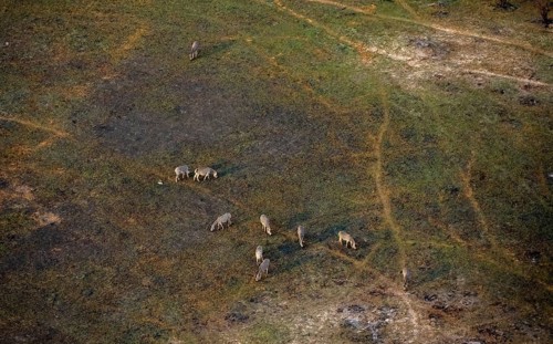 Herd of steppe zebras (Equus quagga), aerial view, Okavango Delta, Botswana