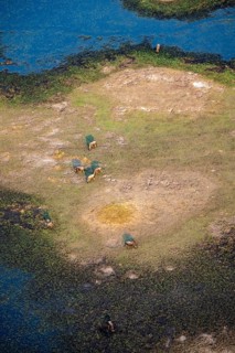Striped gnu (Connochaetes taurinus), flock on the riverbank, river landscape, aerial view, Okavango