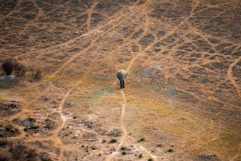 African elephant (Loxodonta africana) in dry savanna, aerial view, Okavango Delta, Botswana