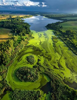 Green algae on the lake. Aerial view of nature, landscape with hills and forest in summer, cloudy