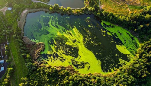 Green algae on the lake. Aerial view of nature, landscape with hills and forest in summer, cloudy