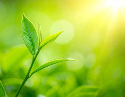 Natural green leaves plants, spring ans summer background cover page, golden soft light, green and